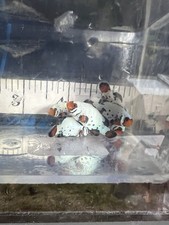 Pair absolute zero for sale  Garden City