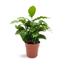 Coffea arabica arabian for sale  CREDITON