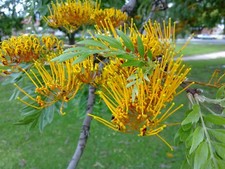 Silky oak seeds for sale  Allentown