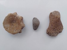 Ichthyosaur vertebra humerus for sale  Chicago