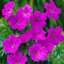 Hardy geranium sanguineum for sale  PETERBOROUGH