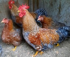 Rare bantam bielefelder for sale  Coos Bay