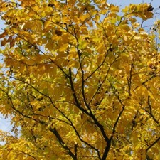 Graines betula lenta d'occasion  Sabres