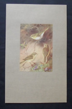 Vintage print chiffchaff for sale  HAYLING ISLAND