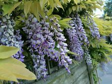 Japanese wisteria plant for sale  MAIDSTONE