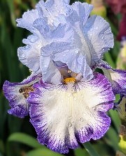 Everything plus iris for sale  Ahsahka
