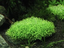 Riccia fluitans floating for sale Riccia fluitans floating for sale  BRANDON