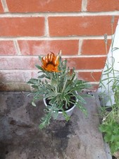 Gazinia frosty african for sale  SOUTHAMPTON