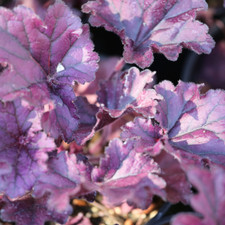 Heuchera forever purple for sale  UK
