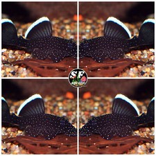 183 starlight bristlenose for sale  Walnut Creek