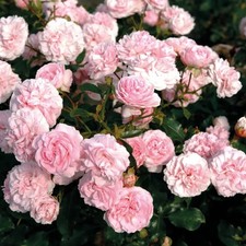 Rosa urban streetlight d'occasion  Pouzauges