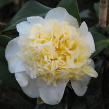 Camellia japonica pflanze gebraucht kaufen  Mönchengladbach