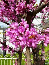 Echter judasbaum cercis gebraucht kaufen  Dortmund