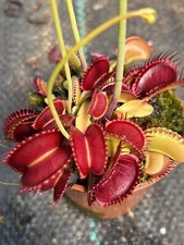 Venus flytrap gargoyle for sale  GRIMSBY