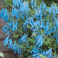 Corydalis porcelain blue for sale  UK