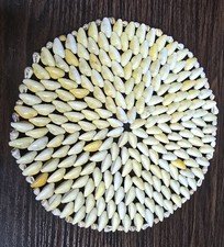 Cowrie sea shell for sale  Holiday