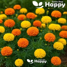 African marigold crackerjack for sale  DONCASTER