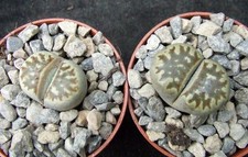Lithops dorotheae choice for sale Lithops dorotheae choice for sale  EASTBOURNE