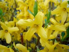 Forsythia litre pot for sale  STOKE-ON-TRENT