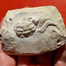 Crabe fossile crétacé d'occasion  Cuxac-d'Aude