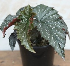 Rex begonia angel for sale  Lowell