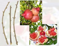 ESTACAS DE ROMÃ - Doçura excepcional - (3) Estacas frescas comprar usado ESTACAS DE ROMÃ - Doçura excepcional - (3) Estacas frescas comprar usado  Enviando para Brazil