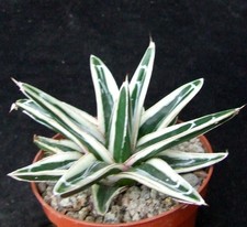 agave plants for sale agave plants for sale EASTBOURNE