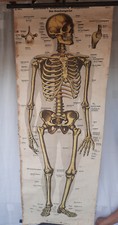 Antik schreibers anatomische gebraucht kaufen  Treben
