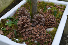 Pine cones large for sale  BANBRIDGE
