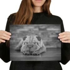 Shar pei dog for sale  SELBY