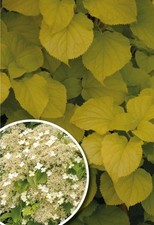 Climbing hydrangea anomala for sale  SOUTHAMPTON