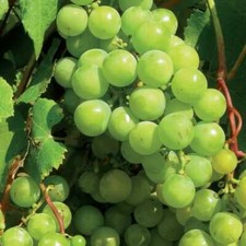 Winorośl Supaga 2L, używany na sprzedaż  PL