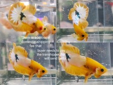 peixe comprar usado peixe comprar usado  Enviando para Brazil