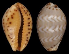 Coquillage collection cypraea d'occasion  Lyon VI