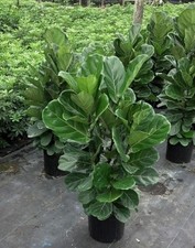 Fiddle leaf fig for sale  USA