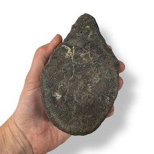 real dinosaur fossils for sale real dinosaur fossils for sale NEWPORT