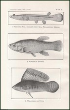 The mosquito fish usato  Spedire a Italy