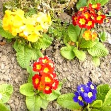 Primula auricula mixture for sale  GODALMING