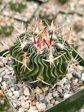 brain cactus for sale  Murrieta