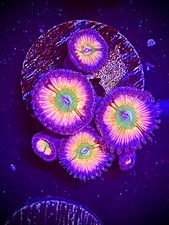 Rainbow infusion zoa for sale  Breckenridge