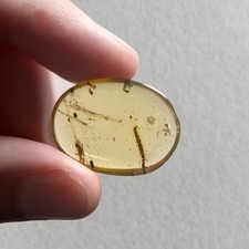 Snake fly larvae for sale Snake fly larvae for sale  GILLINGHAM