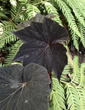 Begonia dark side for sale  BECCLES