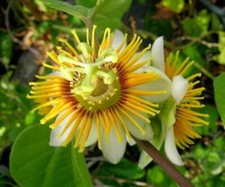 Yellow passiflora passion for sale  Mobile