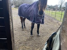 Coperta cavallo usato  Roma