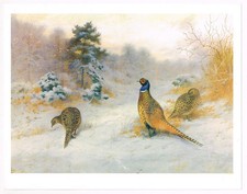 Pheasants feeding woodland for sale  DEREHAM