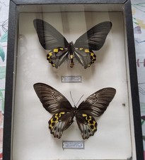 Entomologie cabinet curiosité d'occasion  Mont-près-Chambord