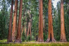 100X Nasiona Ogromne drzewo mamuta Sequoiadendron giganteum Redwood Nasiona Mamuta Drzewo na sprzedaż  Wysyłka do Poland