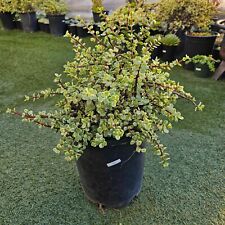 Portulacaria afra variegated for sale  Chula Vista