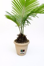 cycas circinalis usato cycas circinalis usato Casapesenna