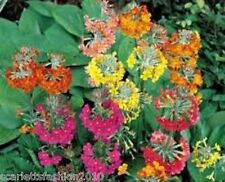 Primula candelabra harlow for sale  DARLINGTON